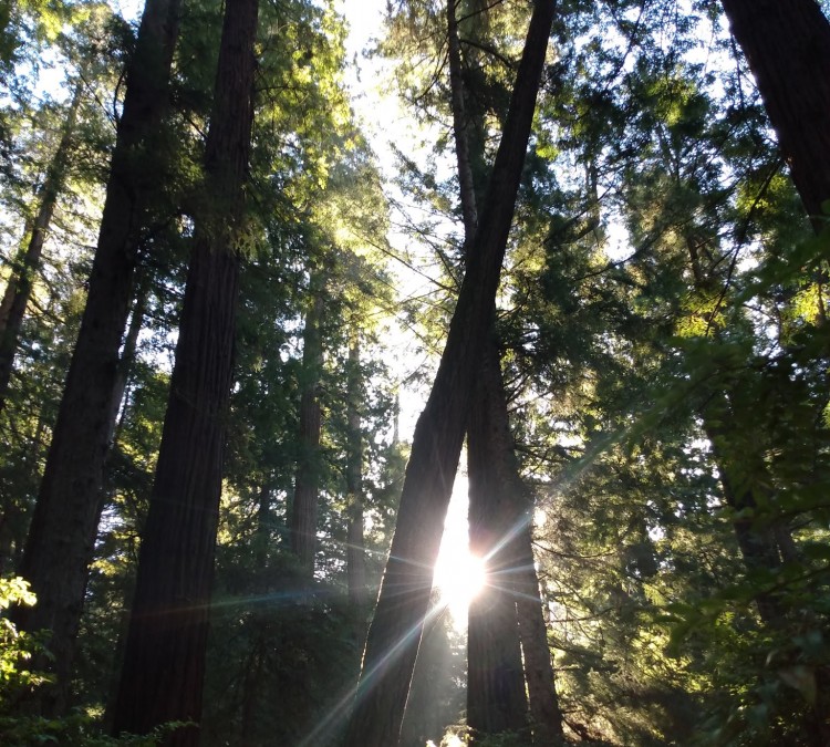 sequoia-park-rear-exit-photo
